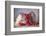 Strawberries-Ellen Van Deelen-Framed Photographic Print