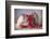 Strawberries-Ellen Van Deelen-Framed Photographic Print