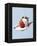 Strawberry and Cream-Steve Lupton-Framed Premier Image Canvas