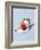 Strawberry and Cream-Steve Lupton-Framed Photographic Print