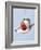 Strawberry and Cream-Steve Lupton-Framed Photographic Print