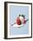 Strawberry and Cream-Steve Lupton-Framed Photographic Print