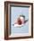 Strawberry and Cream-Steve Lupton-Framed Photographic Print