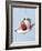 Strawberry and Cream-Steve Lupton-Framed Photographic Print