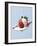 Strawberry and Cream-Steve Lupton-Framed Photographic Print