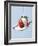 Strawberry and Cream-Steve Lupton-Framed Photographic Print