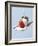 Strawberry and Cream-Steve Lupton-Framed Photographic Print