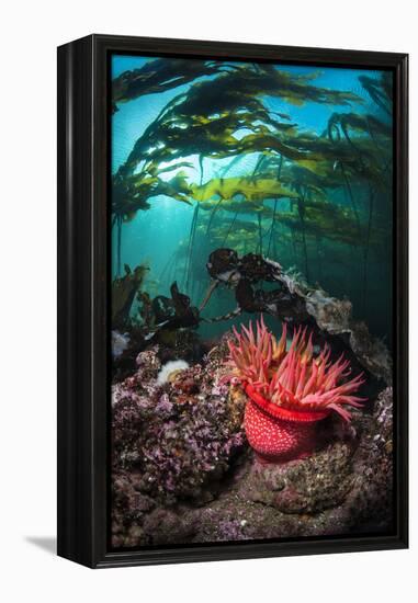 Strawberry Anemone (Utricina Lofotensis) Grows Beneath Bull Kelp Forest (Nereocystis Luetkeana)-Alex Mustard-Framed Premier Image Canvas