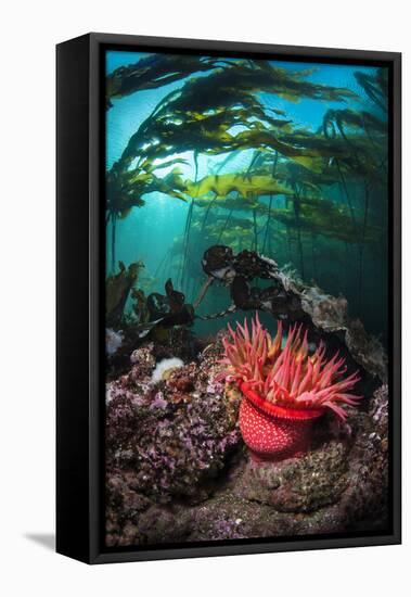 Strawberry Anemone (Utricina Lofotensis) Grows Beneath Bull Kelp Forest (Nereocystis Luetkeana)-Alex Mustard-Framed Premier Image Canvas