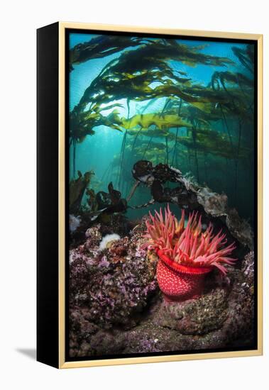 Strawberry Anemone (Utricina Lofotensis) Grows Beneath Bull Kelp Forest (Nereocystis Luetkeana)-Alex Mustard-Framed Premier Image Canvas