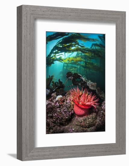 Strawberry Anemone (Utricina Lofotensis) Grows Beneath Bull Kelp Forest (Nereocystis Luetkeana)-Alex Mustard-Framed Photographic Print