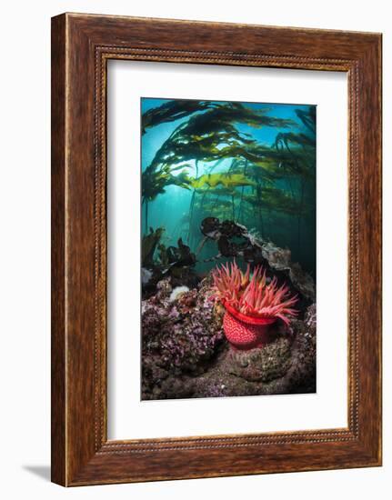 Strawberry Anemone (Utricina Lofotensis) Grows Beneath Bull Kelp Forest (Nereocystis Luetkeana)-Alex Mustard-Framed Photographic Print