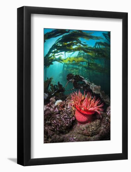 Strawberry Anemone (Utricina Lofotensis) Grows Beneath Bull Kelp Forest (Nereocystis Luetkeana)-Alex Mustard-Framed Photographic Print