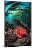 Strawberry Anemone (Utricina Lofotensis) Grows Beneath Bull Kelp Forest (Nereocystis Luetkeana)-Alex Mustard-Mounted Photographic Print