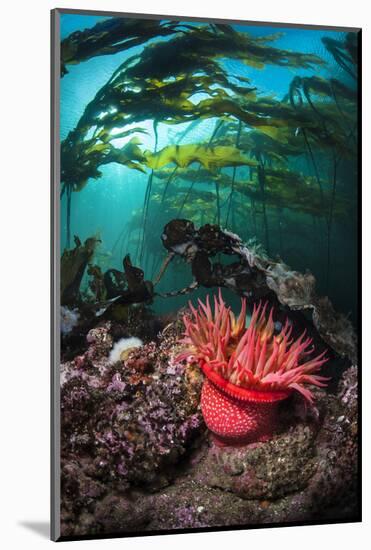 Strawberry Anemone (Utricina Lofotensis) Grows Beneath Bull Kelp Forest (Nereocystis Luetkeana)-Alex Mustard-Mounted Photographic Print