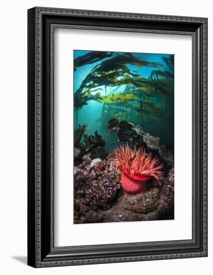 Strawberry Anemone (Utricina Lofotensis) Grows Beneath Bull Kelp Forest (Nereocystis Luetkeana)-Alex Mustard-Framed Photographic Print