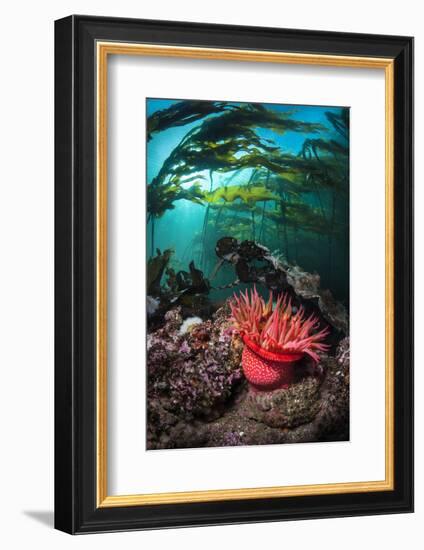 Strawberry Anemone (Utricina Lofotensis) Grows Beneath Bull Kelp Forest (Nereocystis Luetkeana)-Alex Mustard-Framed Photographic Print