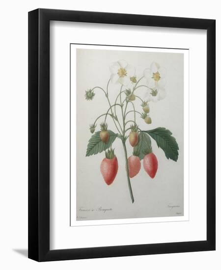 Strawberry Bouquet-Pierre-Joseph Redoute-Framed Art Print