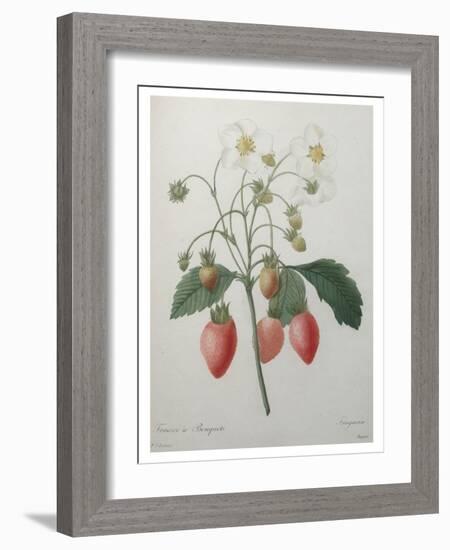 Strawberry Bouquet-Pierre-Joseph Redoute-Framed Art Print