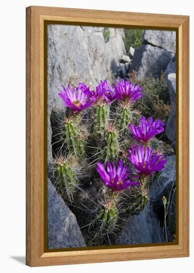 Strawberry Cactus or Pitaya Blooming in Rocky Desert Ledge-Larry Ditto-Framed Premier Image Canvas