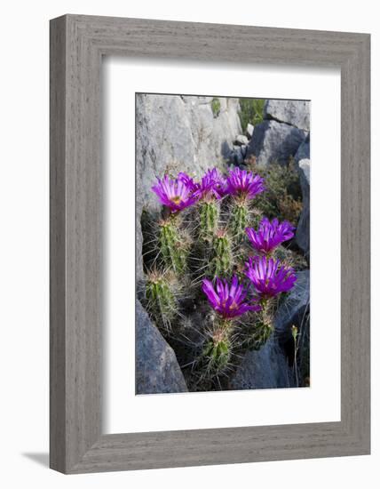 Strawberry Cactus or Pitaya Blooming in Rocky Desert Ledge-Larry Ditto-Framed Photographic Print