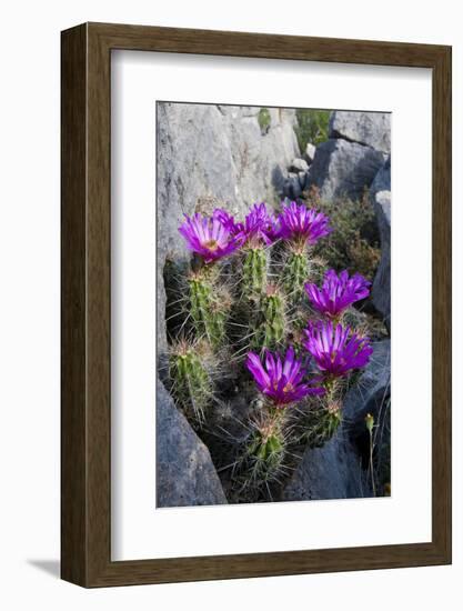 Strawberry Cactus or Pitaya Blooming in Rocky Desert Ledge-Larry Ditto-Framed Photographic Print