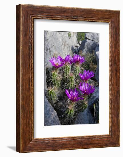 Strawberry Cactus or Pitaya Blooming in Rocky Desert Ledge-Larry Ditto-Framed Photographic Print