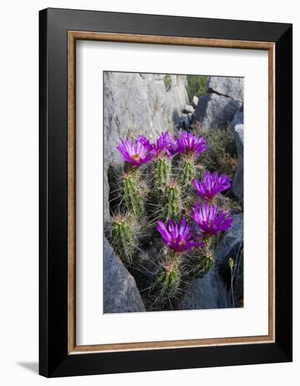 Strawberry Cactus or Pitaya Blooming in Rocky Desert Ledge-Larry Ditto-Framed Photographic Print