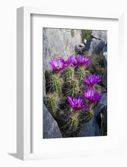 Strawberry Cactus or Pitaya Blooming in Rocky Desert Ledge-Larry Ditto-Framed Photographic Print