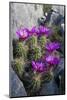 Strawberry Cactus or Pitaya Blooming in Rocky Desert Ledge-Larry Ditto-Mounted Photographic Print