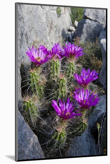 Strawberry Cactus or Pitaya Blooming in Rocky Desert Ledge-Larry Ditto-Mounted Photographic Print