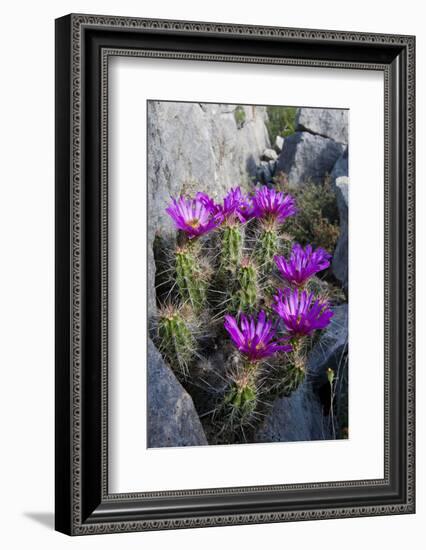 Strawberry Cactus or Pitaya Blooming in Rocky Desert Ledge-Larry Ditto-Framed Photographic Print