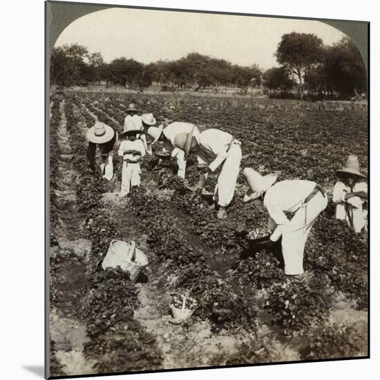 Strawberry Field, Irapuato, Mexico-Underwood & Underwood-Mounted Photographic Print