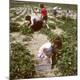Premium Photographic Print