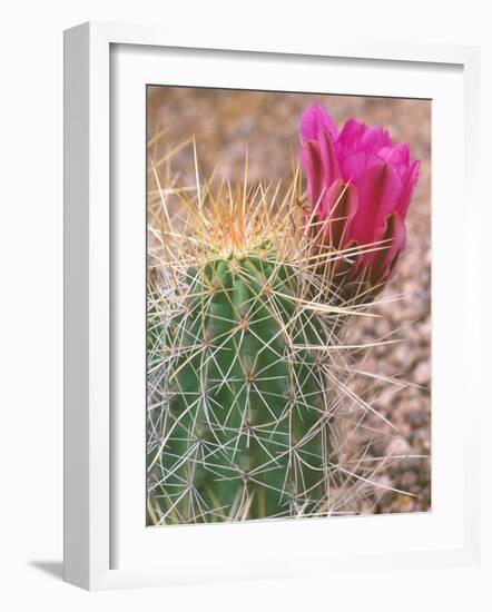 Strawberry Hedgehog Cactus, Desert Botanical Museum, Phoenix, Arizona, USA-Rob Tilley-Framed Photographic Print