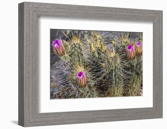 Strawberry Hedgehog Cactus Flowering at Organ Pipe National Monument, Arizona, Usa-Chuck Haney-Framed Photographic Print