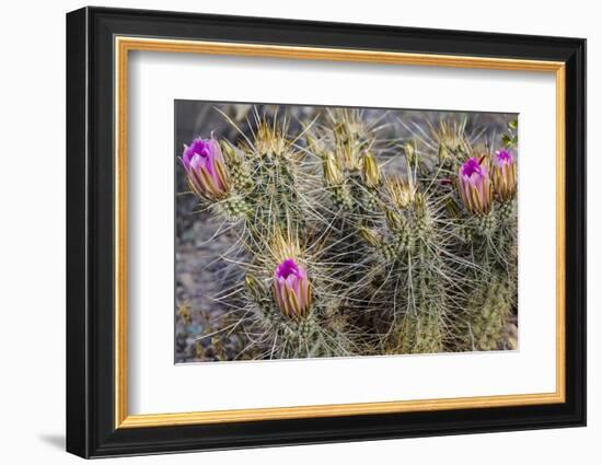 Strawberry Hedgehog Cactus Flowering at Organ Pipe National Monument, Arizona, Usa-Chuck Haney-Framed Photographic Print