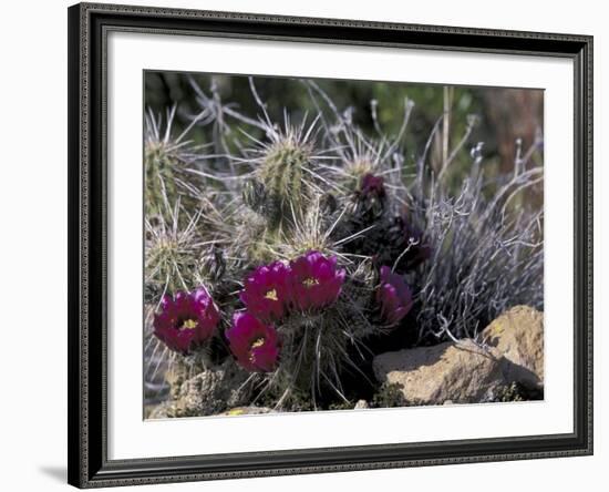 Strawberry Hedgehog, Saguaro National Park, Arizona, USA-Kristin Mosher-Framed Photographic Print