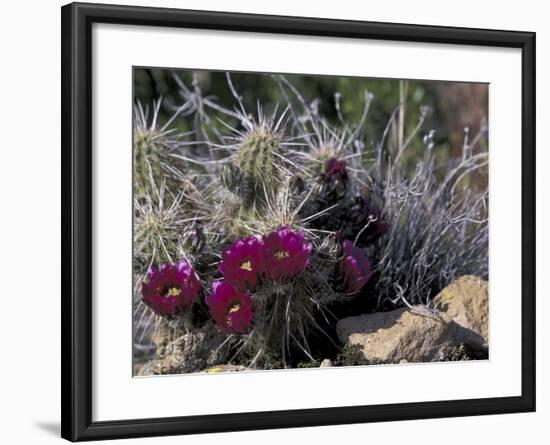 Strawberry Hedgehog, Saguaro National Park, Arizona, USA-Kristin Mosher-Framed Photographic Print