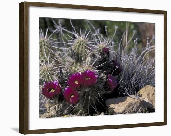 Strawberry Hedgehog, Saguaro National Park, Arizona, USA-Kristin Mosher-Framed Photographic Print