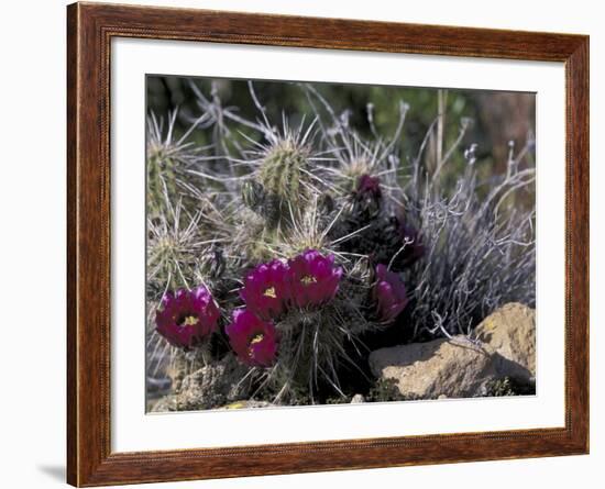 Strawberry Hedgehog, Saguaro National Park, Arizona, USA-Kristin Mosher-Framed Photographic Print