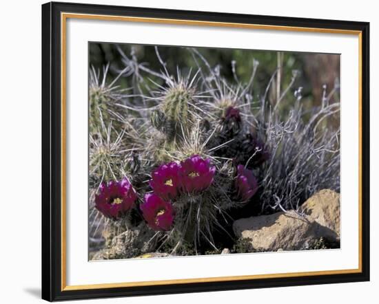 Strawberry Hedgehog, Saguaro National Park, Arizona, USA-Kristin Mosher-Framed Photographic Print