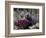 Strawberry Hedgehog, Saguaro National Park, Arizona, USA-Kristin Mosher-Framed Photographic Print