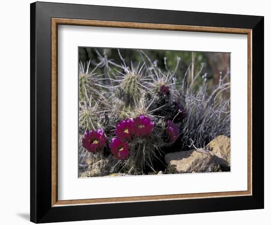 Strawberry Hedgehog, Saguaro National Park, Arizona, USA-Kristin Mosher-Framed Photographic Print