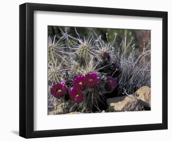 Strawberry Hedgehog, Saguaro National Park, Arizona, USA-Kristin Mosher-Framed Photographic Print