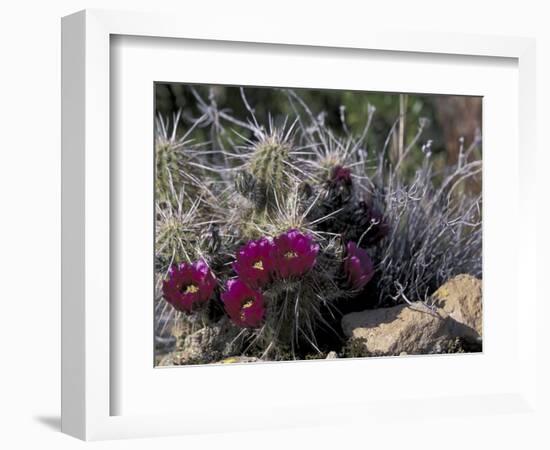 Strawberry Hedgehog, Saguaro National Park, Arizona, USA-Kristin Mosher-Framed Photographic Print