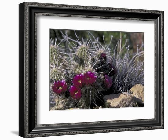 Strawberry Hedgehog, Saguaro National Park, Arizona, USA-Kristin Mosher-Framed Photographic Print