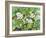 Strawberry Patch - B. Flowering-Joanne Porter-Framed Giclee Print