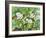 Strawberry Patch - B. Flowering-Joanne Porter-Framed Giclee Print