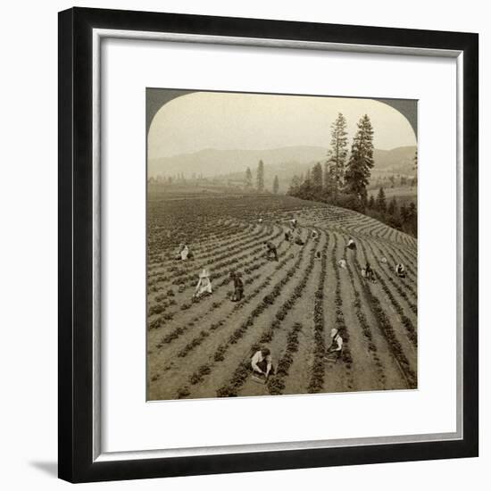 Strawberry Picking, Cedar Creek Farm, Hood River Valley, Oregon, Usa-Underwood & Underwood-Framed Photographic Print